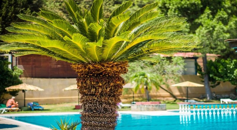 Achousa Hotel Faliraki Eksteriør billede