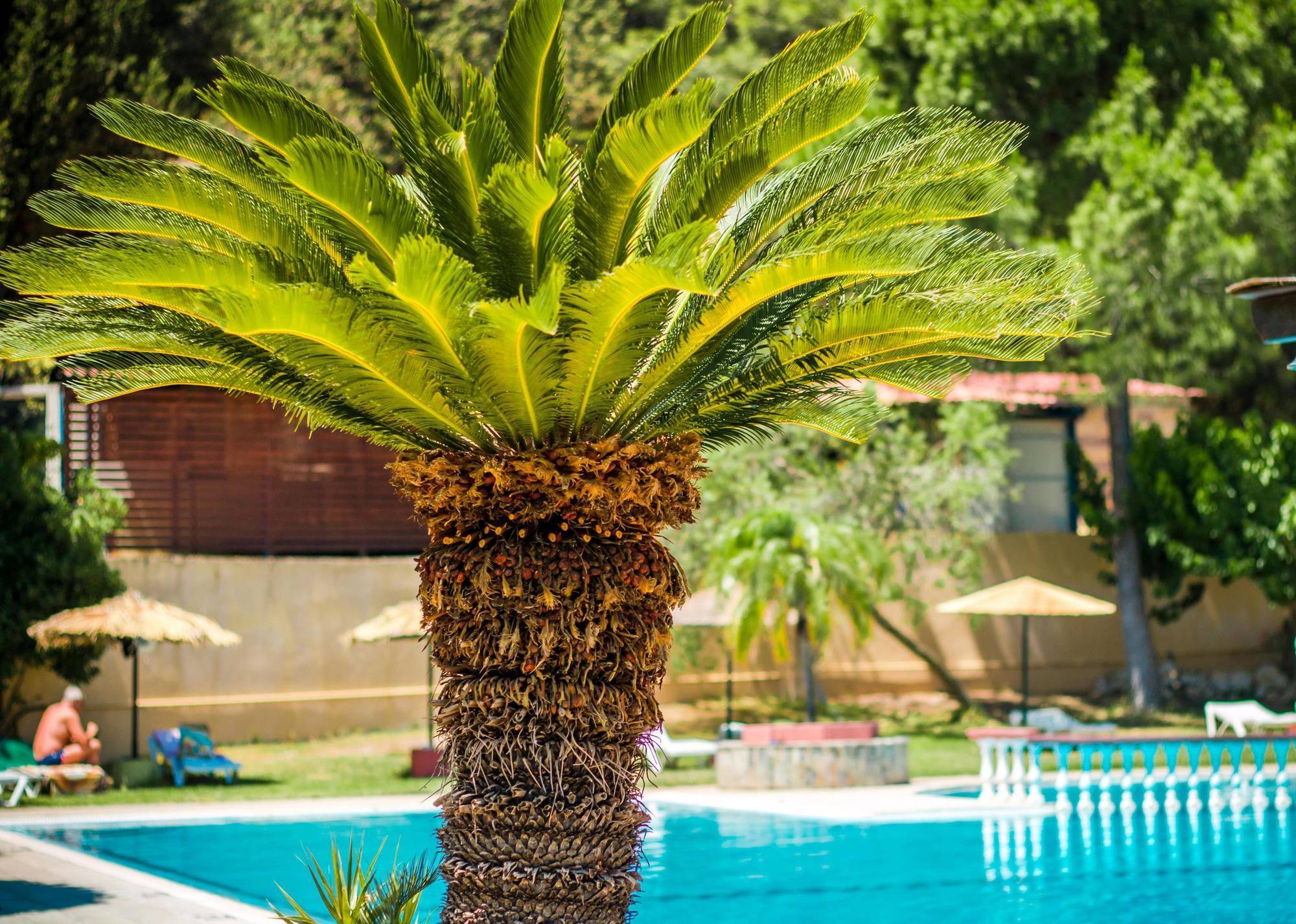 Achousa Hotel Faliraki Eksteriør billede
