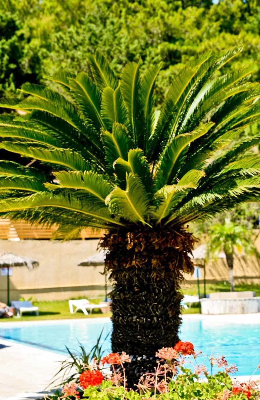 Achousa Hotel Faliraki Eksteriør billede